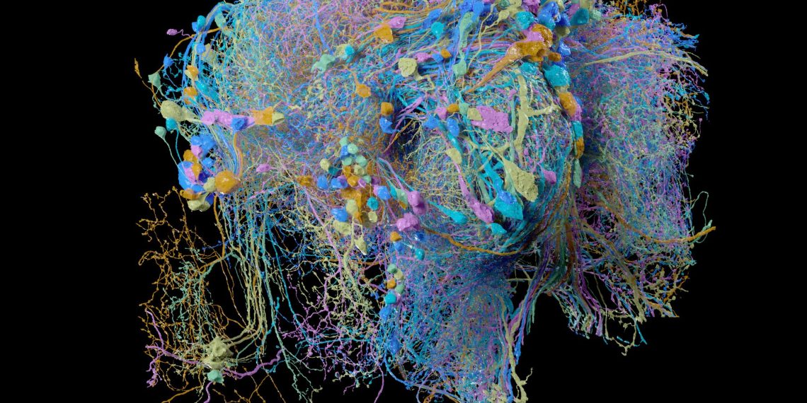 How AI Inspired by Fruit Fly Brains Could Revolutionize Business Efficiency