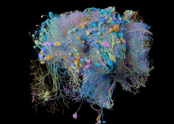 How AI Inspired by Fruit Fly Brains Could Revolutionize Business Efficiency